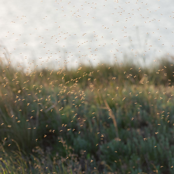 Tiny seeds or pollen flutter through the air over a grassy field on a windy day creating a shimmering cloud Tiny seeds or pollen flutter through the air over a grassy field on a windy day, creating a shimmering cloud.